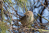 Subdesert Brush-warbler, Berenty Reserve, Madagascar, November 2016 - click for larger image