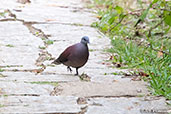 Madagascar Turtle-dove, Perinet, Madagascar, November 2016 - click for larger image