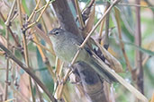 Madagascar Brush-warbler, Lake Alarobia, Madagascar, November 2016 - click for larger image