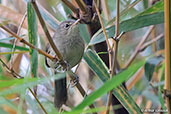 Madagascar Brush-warbler, Lake Alarobia, Madagascar, November 2016 - click for larger image