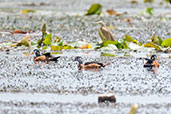 African Pygmy Goose, Ghana, June 2011 - click for larger image