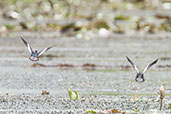 African Pygmy Goose, Ghana, June 2011 - click for larger image