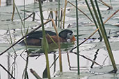 African Pygmy Goose, Lake Awassa, Ethiopia, January 2016 - click for larger image