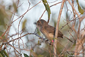 Archbold's Newtonia, Ifaty, Madagascar, November 2016 - click for larger image