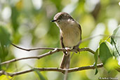 Common Newtonia, Berenty Reserve, Madagascar, November 2016 - click for larger image