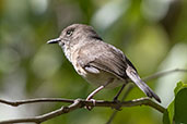 Common Newtonia, Berenty Reserve, Madagascar, November 2016 - click for larger image