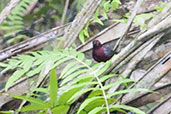 Chestnut-breasted Negrofinch, Ankasa, Ghana, May 2011 - click for larger image