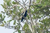 Grey-headed Negrofinch, Kakum, Ghana, May 2011 - click for larger image