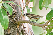 Female Brubru, Ghana, June 2011 - click for larger image