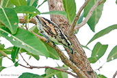 Female Brubru, Ghana, June 2011 - click for larger image