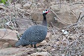 Helmeted Guineafowl, Mole NP, Ghana, June 2011 - click for larger image