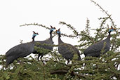 Helmeted Guineafowl, Yabello, Ethiopia, January 2016 - click for larger image