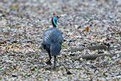 Helmeted Guineafowl, Berenty reserve, Madagascar, November 2016 - click for larger image