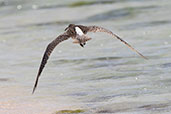 Whimbrel, Nosy Ve, Madagascar, November 2016 - click for larger image