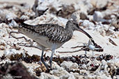 Whimbrel, Nosy Ve, Madagascar, November 2016 - click for larger image