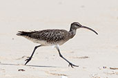 Whimbrel, Nosy Ve, Madagascar, November 2016 - click for larger image