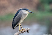 Black-crowned Night-heron, Lake Alarobia, Madagascar, November 2016 - click for larger image