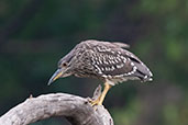 Black-crowned Night-heron, Lake Alarobia, Madagascar, November 2016 - click for larger image