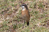 Rusty-breasted Wheatear, Bale Mountains, Ethiopia, January 2016 - click for larger image