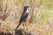 Rusty-breasted Wheatear, Bale Mountains, Ethiopia, January 2016 - click for larger image