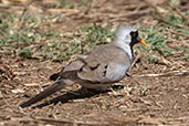 Namaqua Dove, Ghibe Gorge, Ethiopia, January 2016 - click for larger image