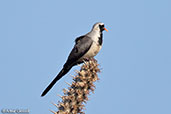 Namaqua Dove, Mosa Park, Ifaty, Madagascar, November 2016 - click for larger image