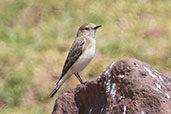 Isabelline Wheatear, Bale Mountains, Ethiopia, January 2016 - click for larger image