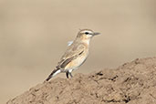 Isabelline Wheatear, Alleghedi Plains, Ethiopia, January 2016 - click for larger image