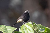 Mourning Wheatear, Jemma River, Ethiopia, January 2016 - click for larger image