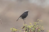 Mourning Wheatear, Lalibela, Ethiopia, January 2016 - click for larger image