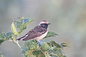 Pied Wheatear, Lake Chelekcheka, Ethiopia, January 2016 - click for larger image