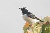 Pied Wheatear, Jemma River, Ethiopia, January 2016 - click for larger image