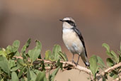 Pied Wheatear, Jemma River, Ethiopia, January 2016 - click for larger image