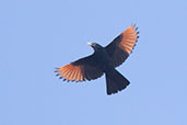 White-billed Starling, Jemma River, Ethiopia, January 2016 - click for larger image
