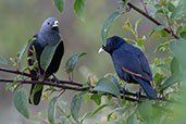 White-billed Starling, Lalibela, Ethiopia, January 2016 - click for larger image