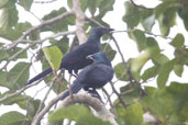 Chestnut-winged Starling, Kakum, Ghana, May 2011 - click for larger image