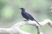 Chestnut-winged Starling, Kakum, Ghana, May 2011 - click for larger image