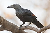 Red-winged Starling, Lalibela, Ethiopia, January 2016 - click for larger image