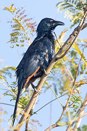 Red-winged Starling, Lalibela, Ethiopia, January 2016 - click for larger image