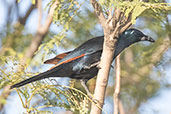 Red-winged Starling, Lalibela, Ethiopia, January 2016 - click for larger image