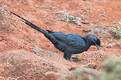 Bristle-crowned Starling, Sof Omar, Ethiopia, January 2016 - click for larger image