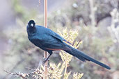 Bristle-crowned Starling, Sof Omar, Ethiopia, January 2016 - click for larger image