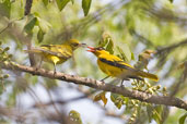 African Golden Oriole, Mole National Park, Ghana, May 2011 - click for larger image