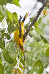 African Golden Oriole, Mole National Park, Ghana, May 2011 - click for larger image