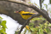 African Golden Oriole, Mole National Park, Ghana, May 2011 - click for larger image