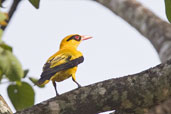 African Golden Oriole, Mole National Park, Ghana, May 2011 - click for larger image