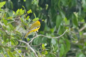 Western Black-headed Oriole, Antutu Forest, Ghana, May 2011 - click for larger image