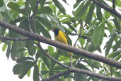 Western Black-headed Oriole, Kakum, Ghana, May 2011 - click for larger image