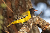 Eastern Black-headed Oriole, Yabello, Ethiopia, January 2016 - click for larger image