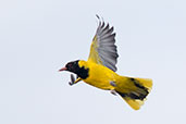 Eastern Black-headed Oriole, Yabello, Ethiopia, January 2016 - click for larger image
